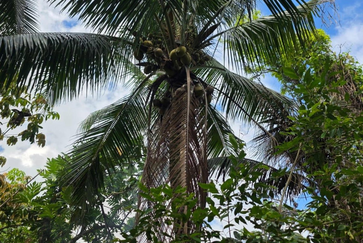 Thirteenth image of 2 Byndloss, Linstead in Linstead, St. Catherine, Jamaica - property is For Sale