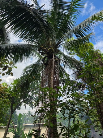 Thirteenth image of 2 Byndloss, Linstead in Linstead, St. Catherine, Jamaica - property is For Sale