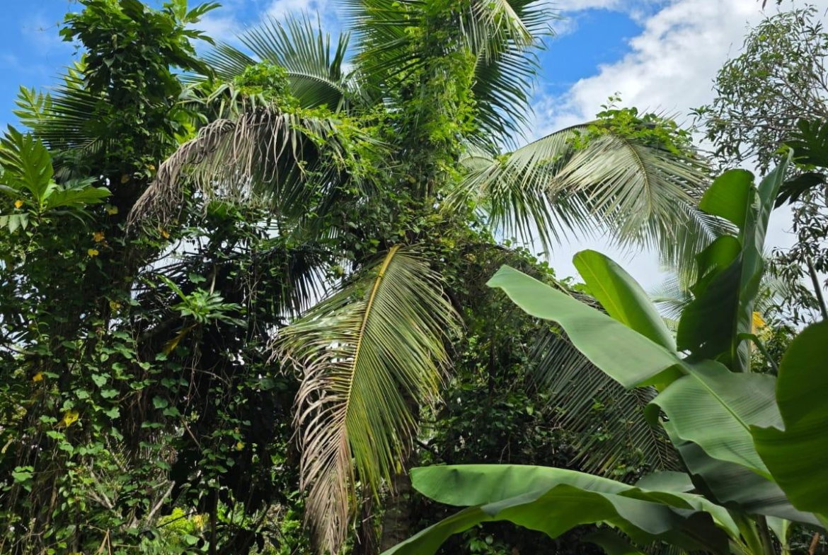 Fifteenth image of 2 Byndloss, Linstead in Linstead, St. Catherine, Jamaica - property is For Sale