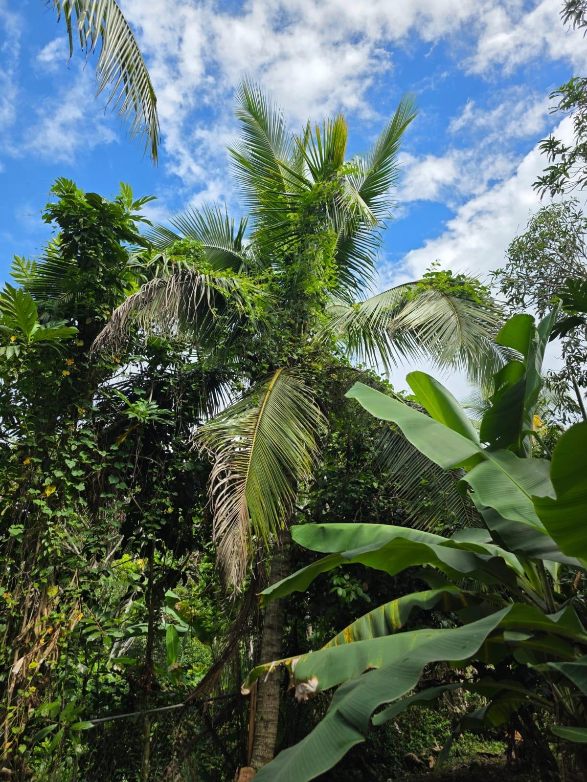 Spacious-3-Bed-2-Bath-Family-Home-For-Sale-in-Byndloss-Linstead-St.-Catherine Fifteenth image of 2 Byndloss, Linstead in Linstead, St. Catherine, Jamaica - property is For Sale