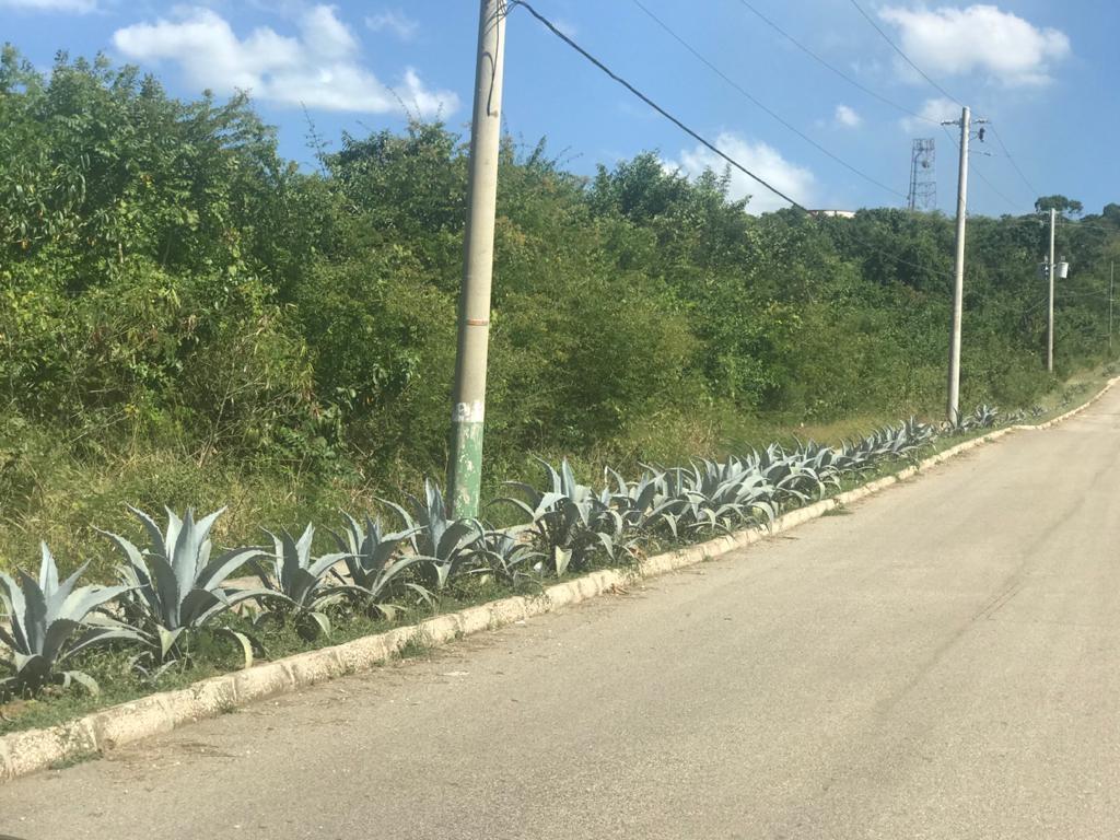 Third image of 39 Paradiso in White House WD, Westmoreland, Jamaica - property is For Sale