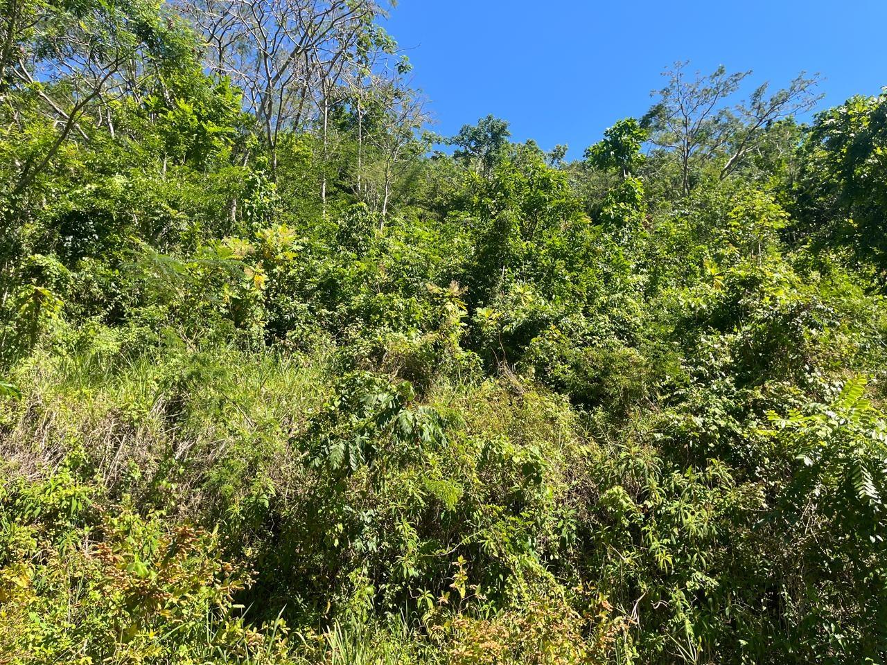 Second image of 4 Woodland Heights, in Red Hills, St. Andrew, Jamaica - property is For Sale