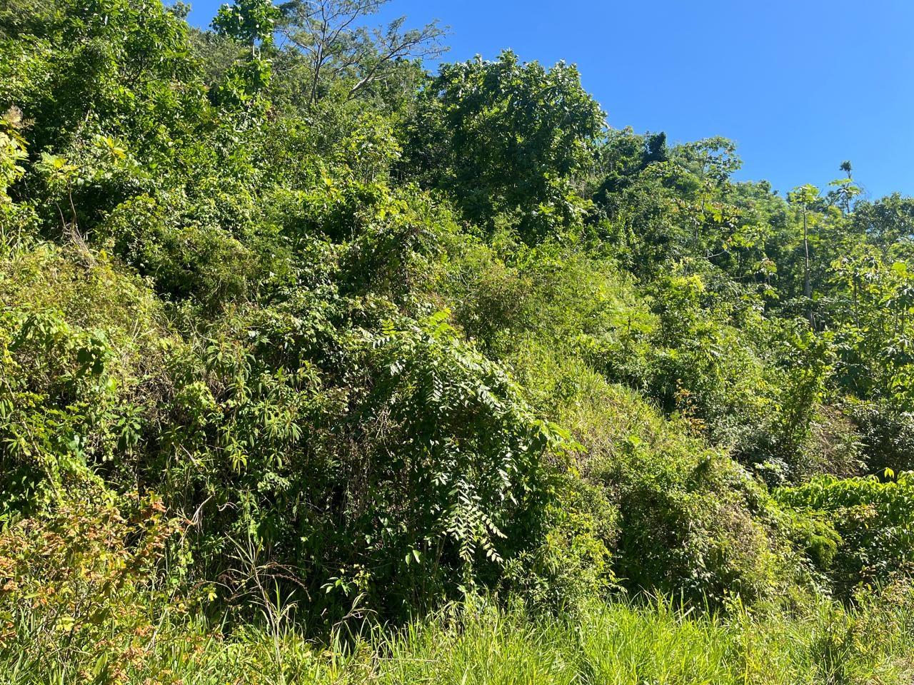 Third image of 4 Woodland Heights, in Red Hills, St. Andrew, Jamaica - property is For Sale