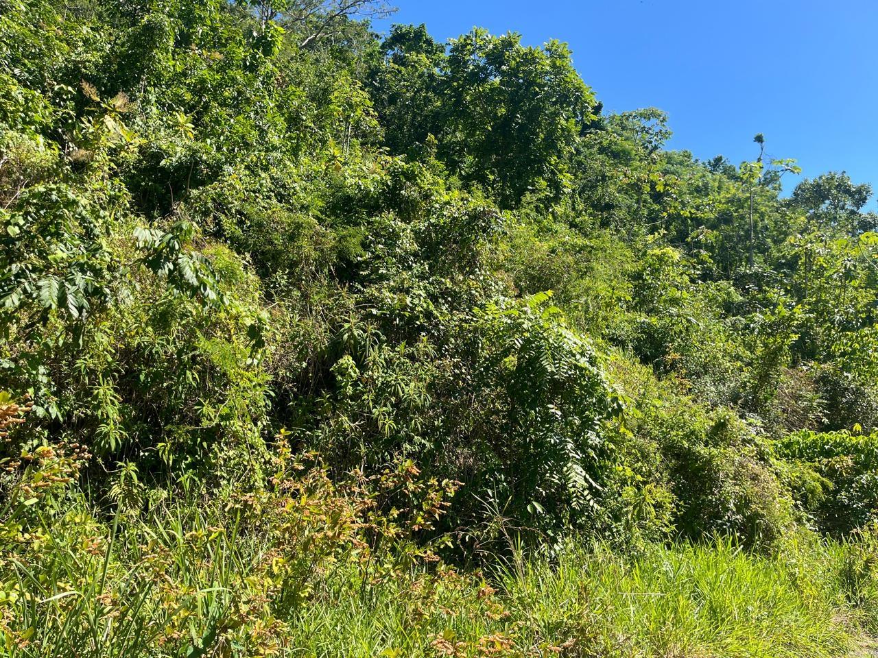 Fifth image of 4 Woodland Heights, in Red Hills, St. Andrew, Jamaica - property is For Sale