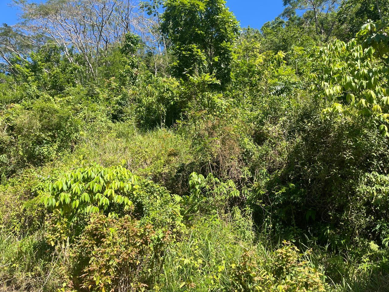 Ninth image of 4 Woodland Heights, in Red Hills, St. Andrew, Jamaica - property is For Sale